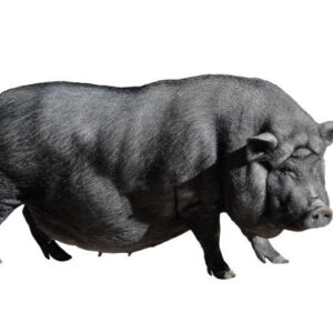 Haitian Proverbs: Worth a Deeper Look “Se grès kochon ki kwit kochon.”